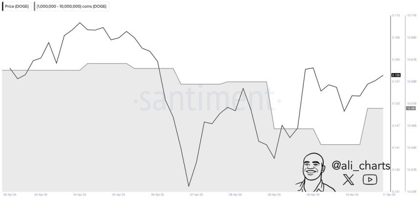DogEcoin Wale kauften 80 m Doge in 24 Stunden | Quelle: Ali Martinez auf x