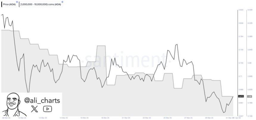 Cardano Wale laden 200 m ADA im März | Quelle: Ali Martinez auf x