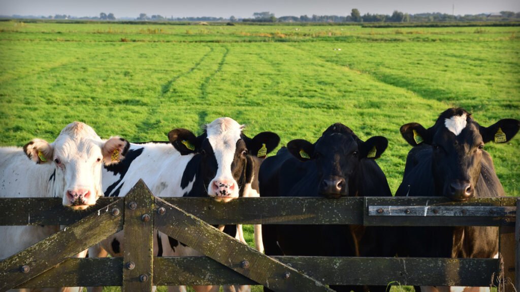 Vergessen Sie Eier, neuer Kapitel 7 Insolvenz verursacht neue Probleme mit Lebensmitteln