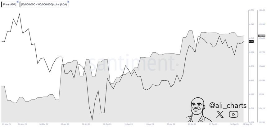 Cardano -Wale sammelte im April über 410 Millionen ADA | Quelle: Ali Martinez auf x