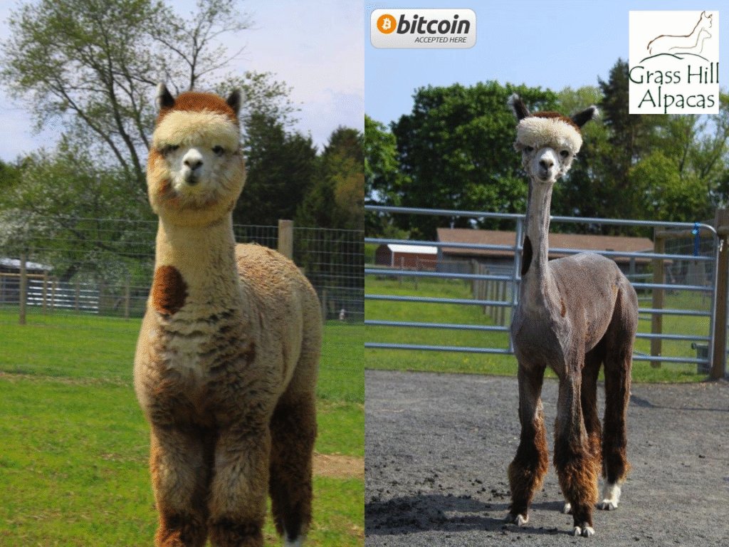 Motiv baut Bitcoin-Kreislaufwirtschaften auf und stärkt wöchentlich mehr als 750 peruanische Familien