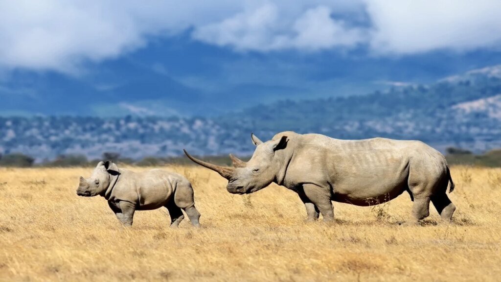 Safaricom arbeitet mit Chainalysis zusammen, um KI-Zahlungen im Zusammenhang mit illegalem Wildtierhandel zu jagen