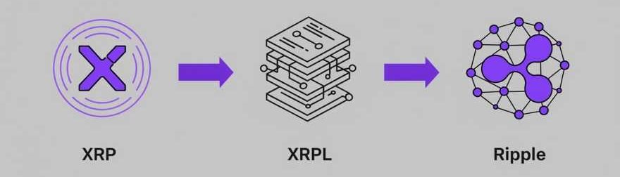 image illustrating the relationship between XRP, the XRPL, and Ripple